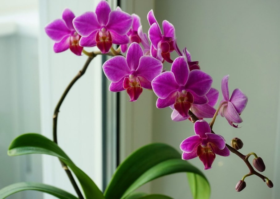 «Орхидея цветет как сумасшедшая» благодаря вкусняшке для шикарного цветения