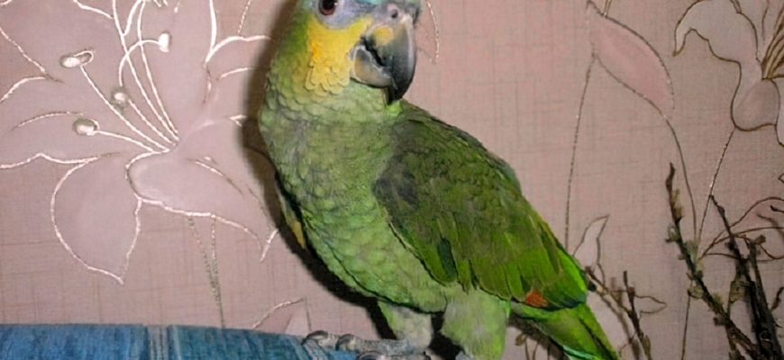 «Продам любимого попугая»: объявление на авито, которое рассмешило интернет