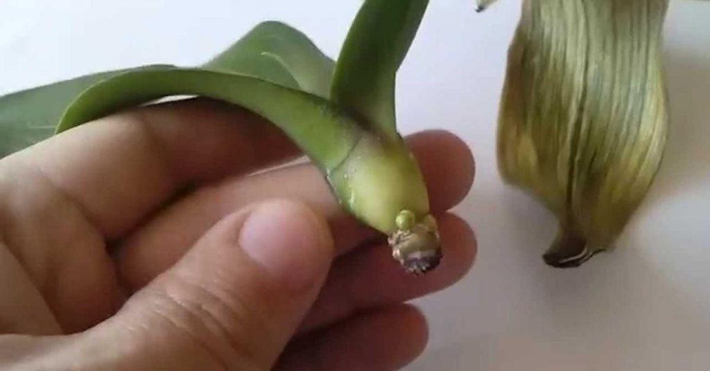 Могу укоренить любой лист орхидеи и сразу новый цветок