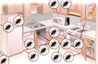 Как избавиться от тараканов в доме и квартире раз и навсегда? 3 несложных способа, которые доступны всем