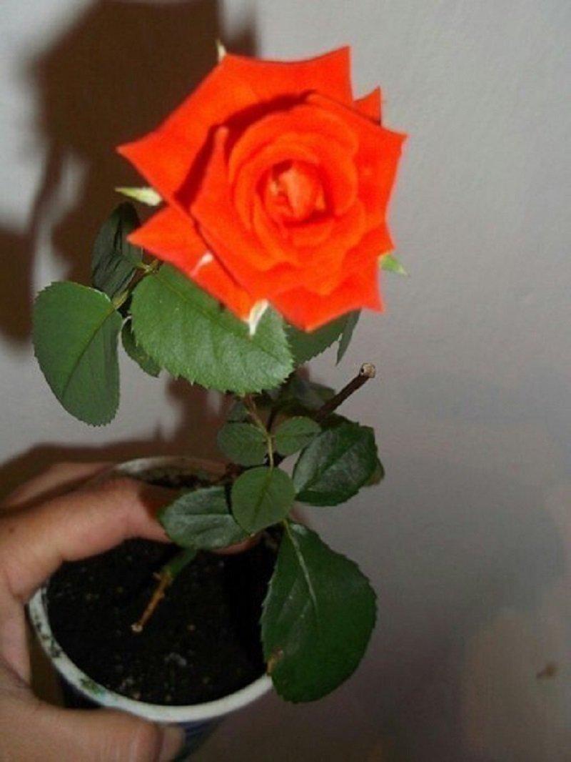 Тот самый легкий способ вырастить розу из букета