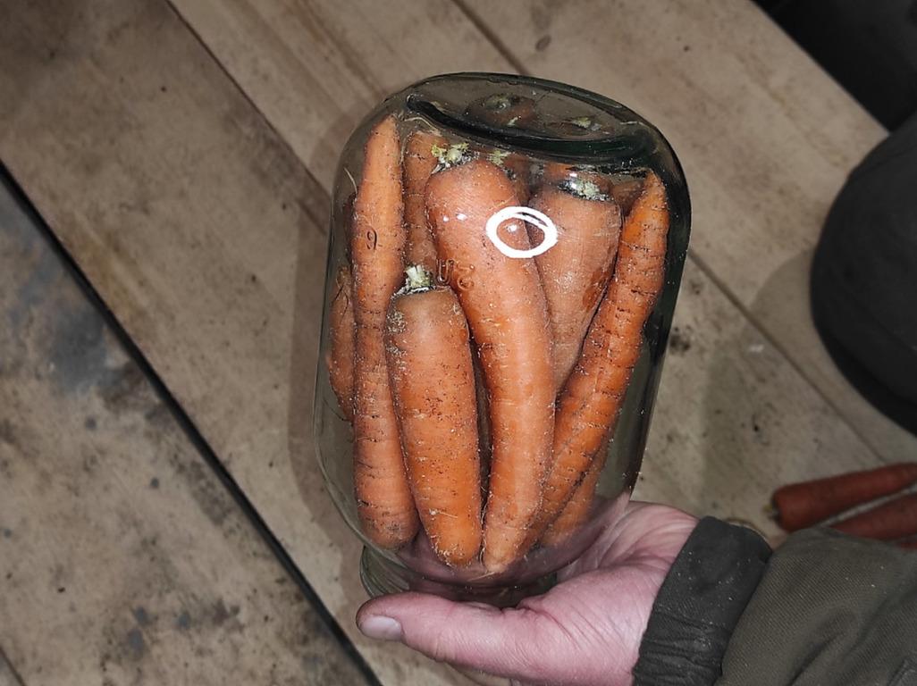 Храню морковь в банке весь зимний период, свежая всю зиму, делюсь опытом